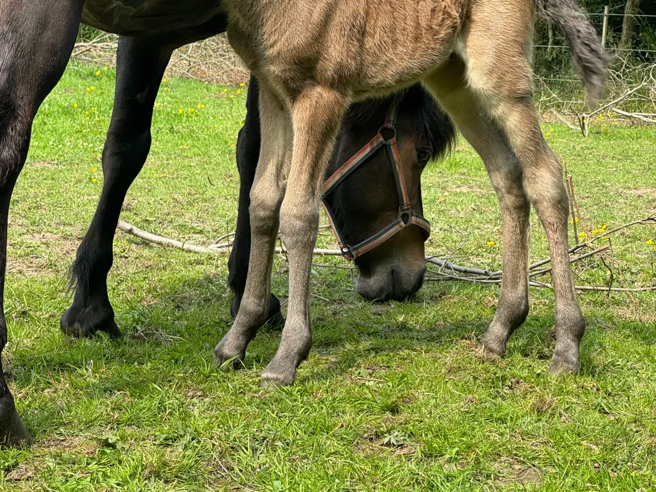 Billede 7 - Fantastisk smuk hingst med afdrag muligt 
