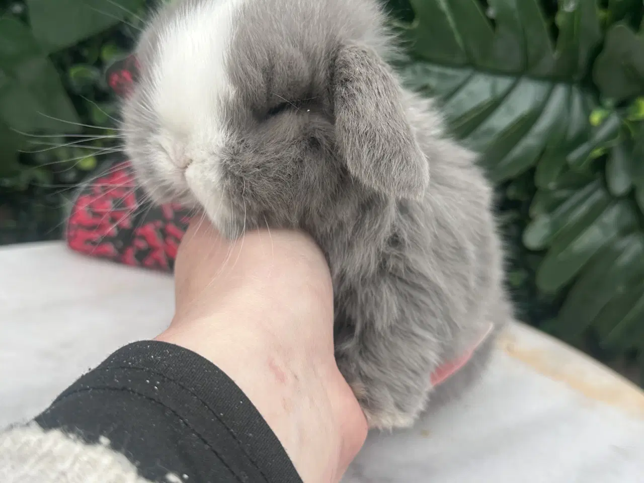 Billede 2 - Ægte minilop - DRENG 