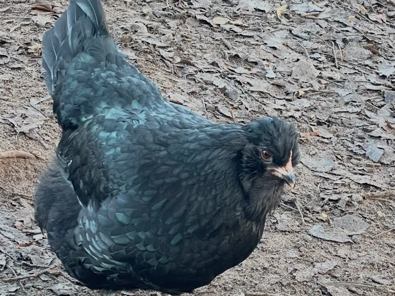 Billede 14 - Engelsk Araucana hønekyllinger 