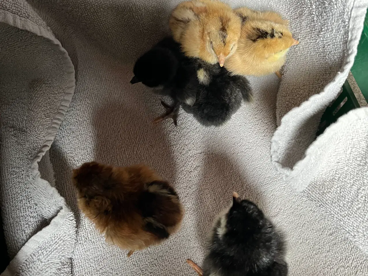 Billede 10 - Daggammel kyllinger 