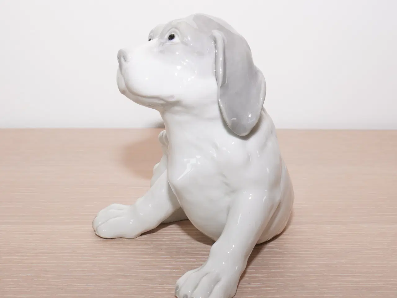 Billede 6 - Stor 110 år gl hund / pointer hvalp f Heubach