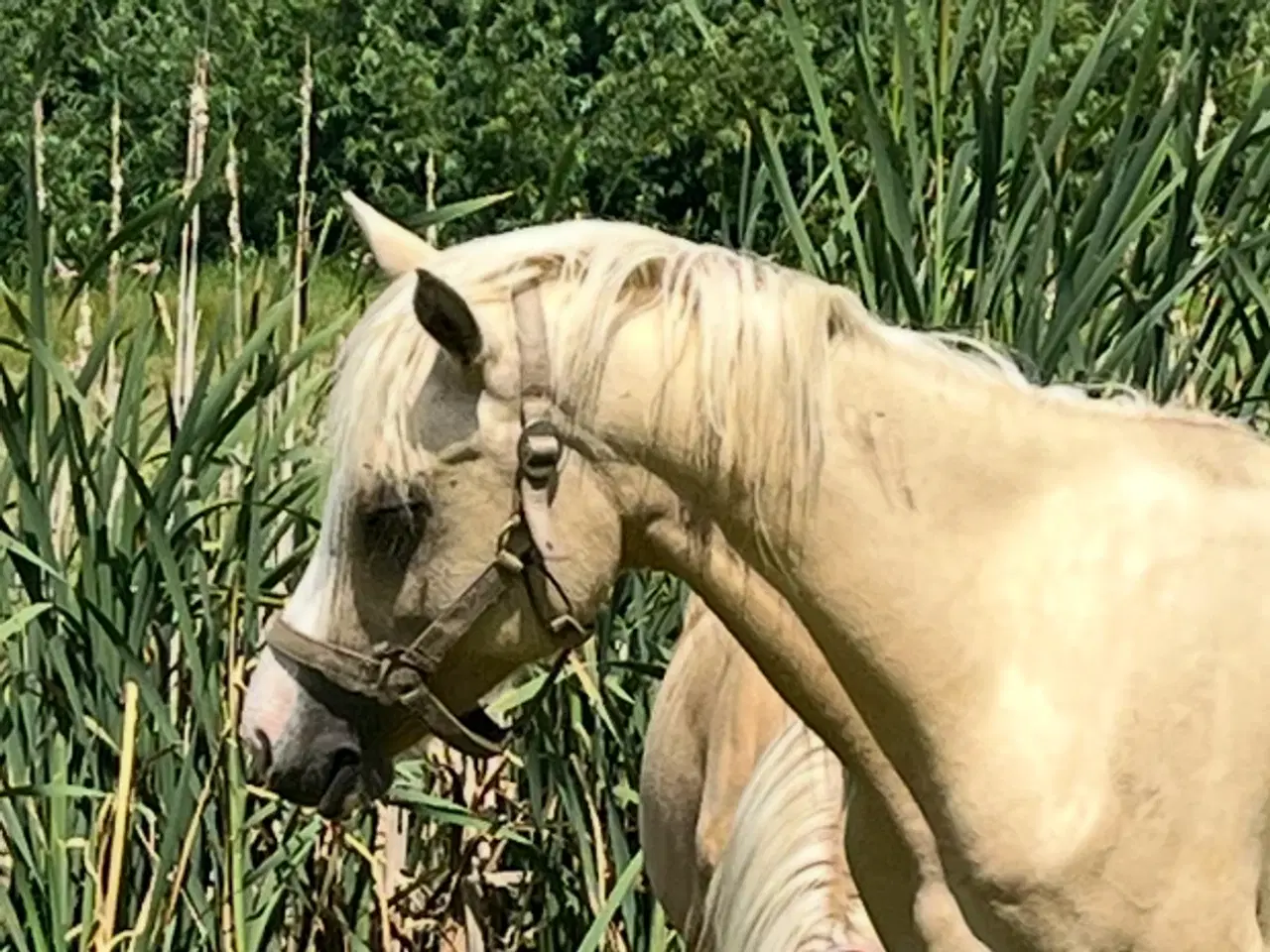 Billede 1 - 2-års kvalitetspony (hingst)