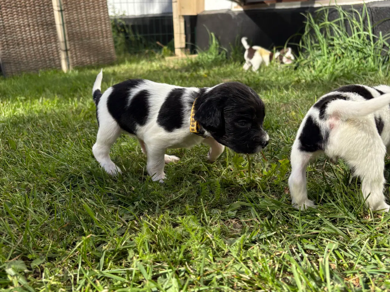 Billede 9 - FT Springer Spaniel med stamtavle 