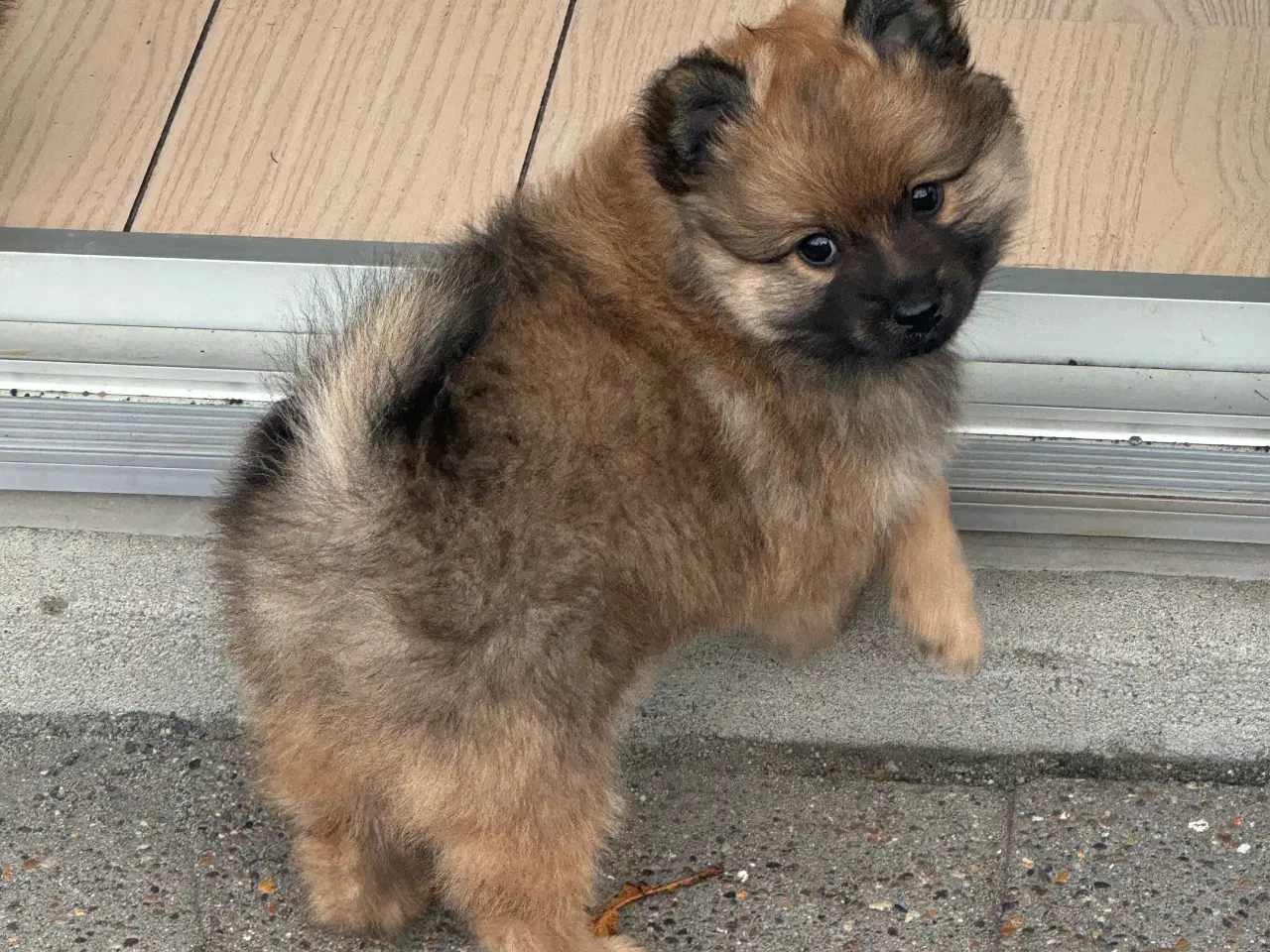 Billede 2 - Volpino Italiano hvalpe