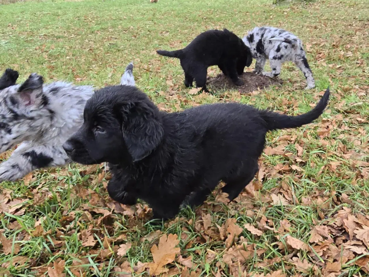 Billede 8 - Golden retriever blanding hanhund