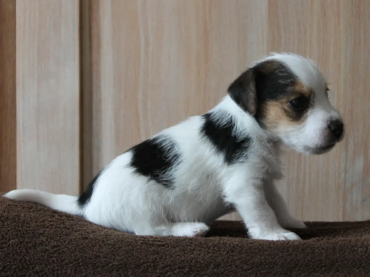 Billede 12 - Jack Russel Hvalpe