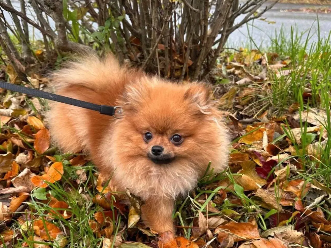 Billede 6 - POMERANIAN HUNDEHVALPE