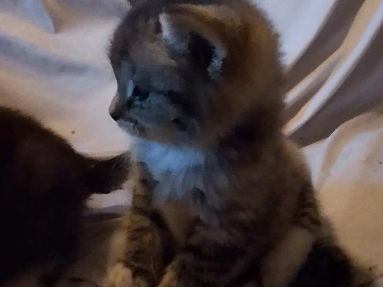 Billede 3 - Minikat.