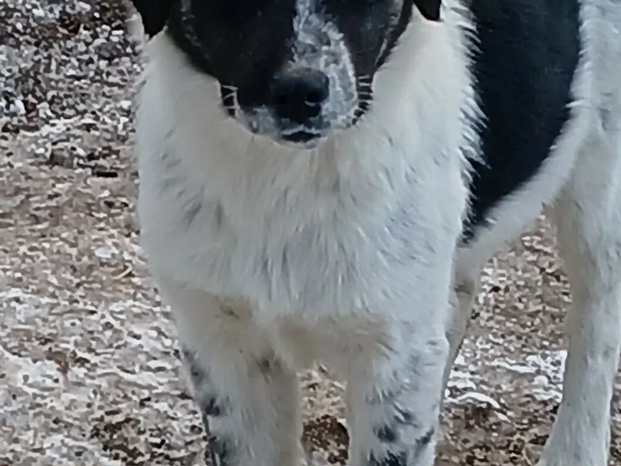 Billede 1 - Lumos søger familie 🩷