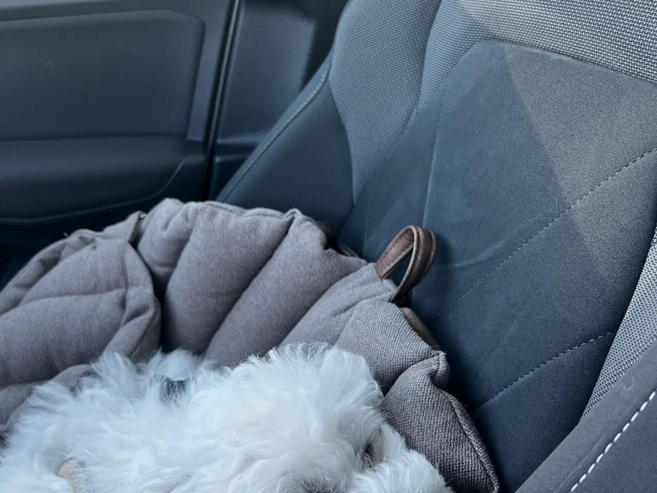 Billede 7 - Bedårende, kærlig og charmerende Bichon Frisé