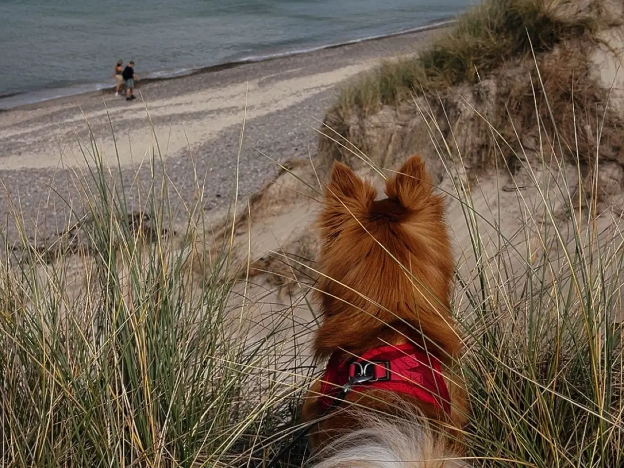 Billede 3 - Kærligste Milo 