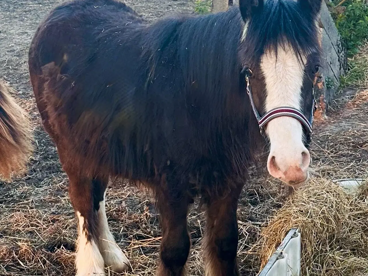 Billede 4 - Irish cob hingsteplag