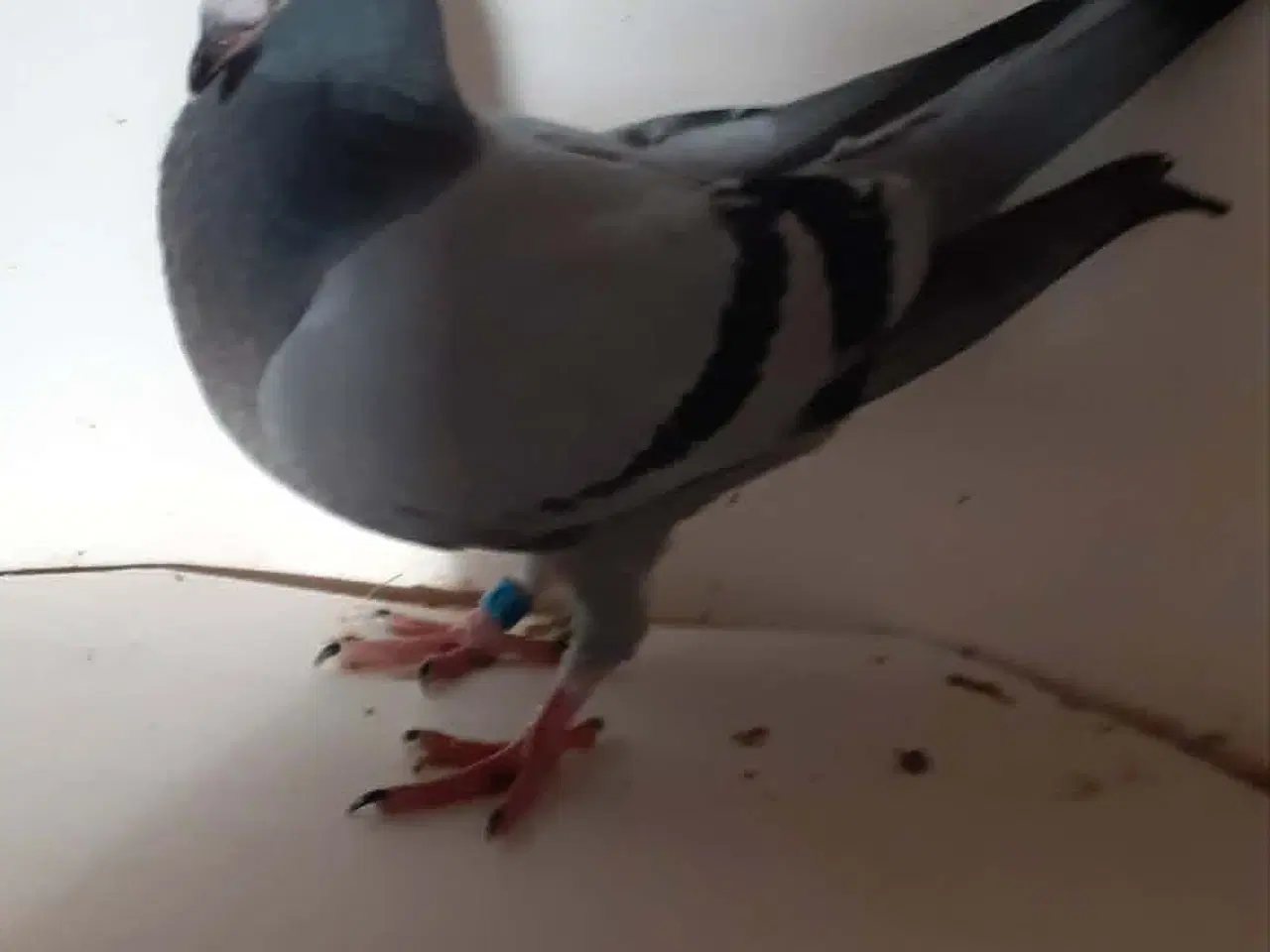 Billede 7 - Brevduerunger er klar til at flytte