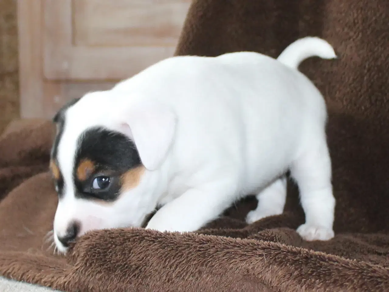 Billede 1 - Jack Russel Hvalpe