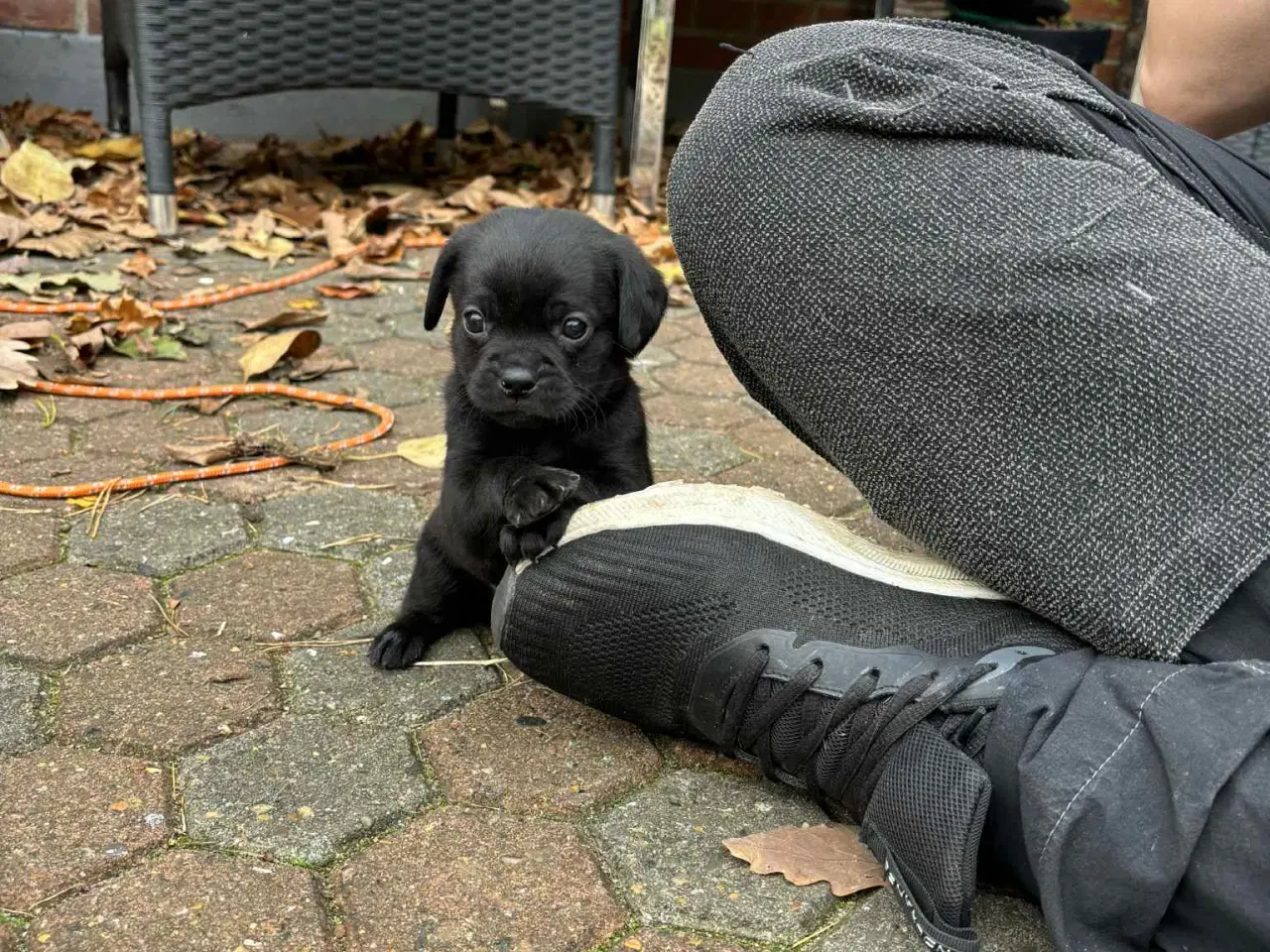 Billede 3 - Dansk-Svensk gårdhund blanding
