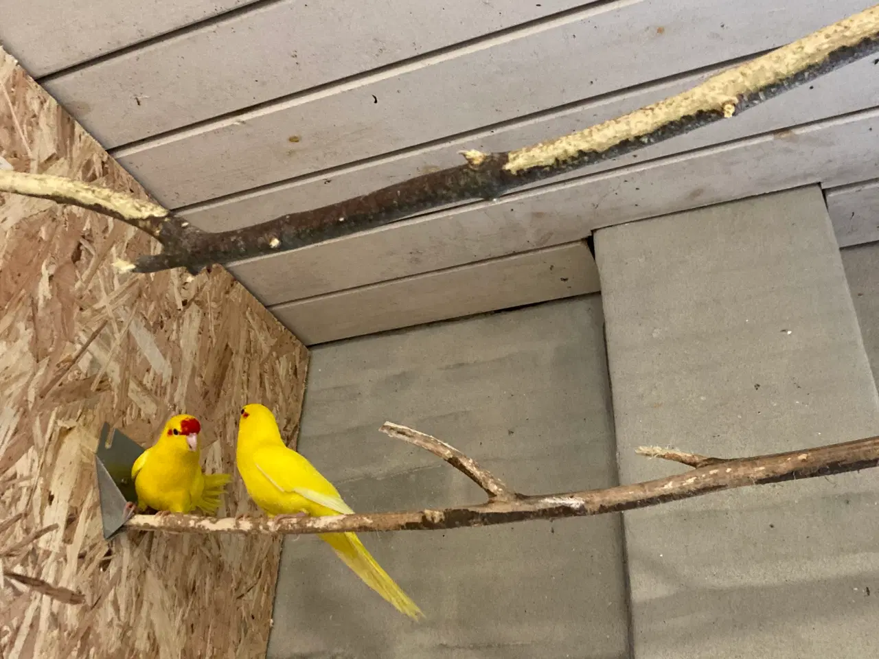 Billede 1 - Et par gule Gedeparekitter virkelig flotte