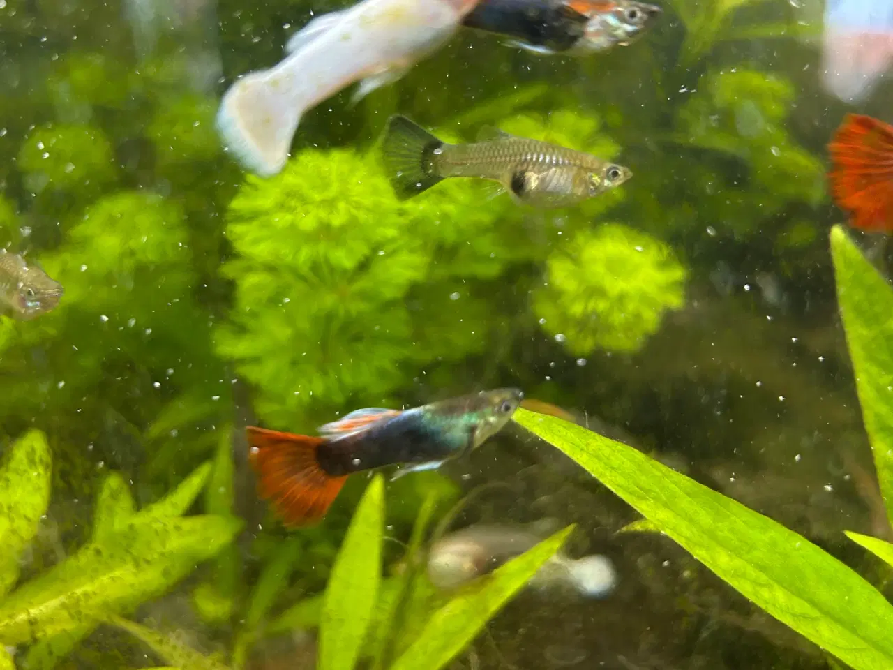 Billede 3 - Guppy unger, 6stk.