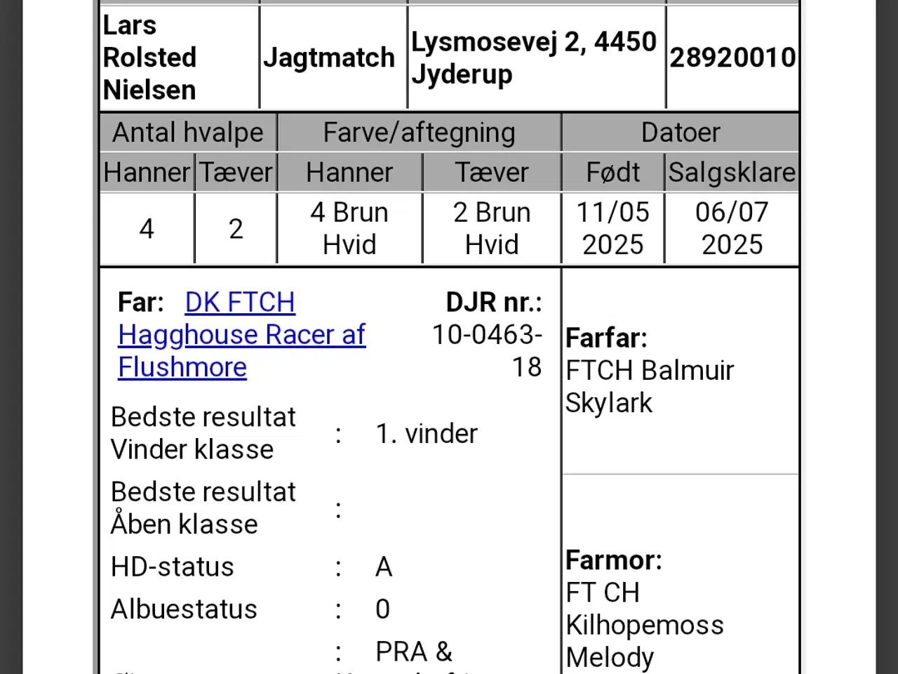 Billede 1 - Ft springer hvalpe