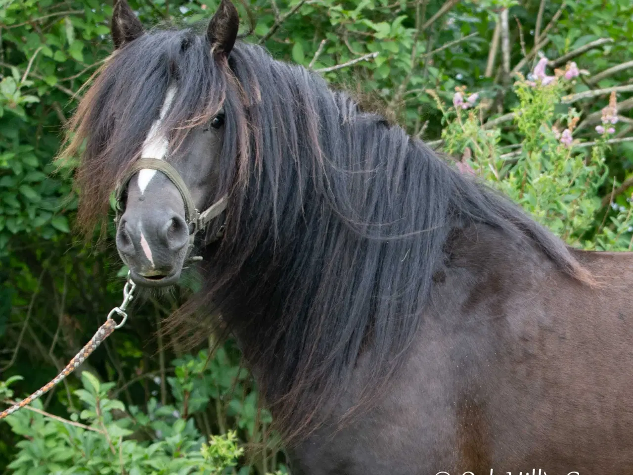 Billede 2 - Gypsy Vallak 