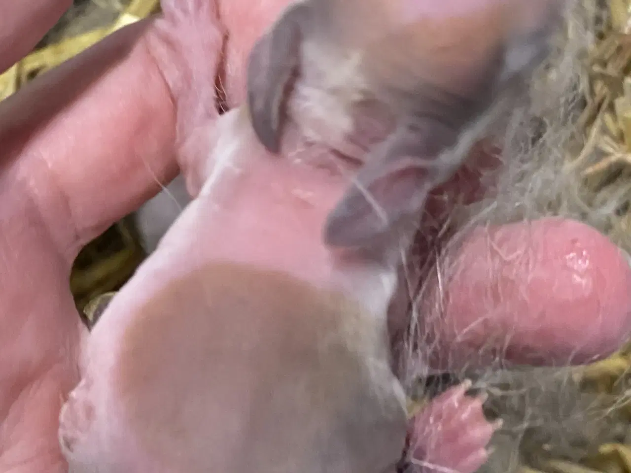 Billede 3 - HOLLÆNDER HAN MADAGASCAR