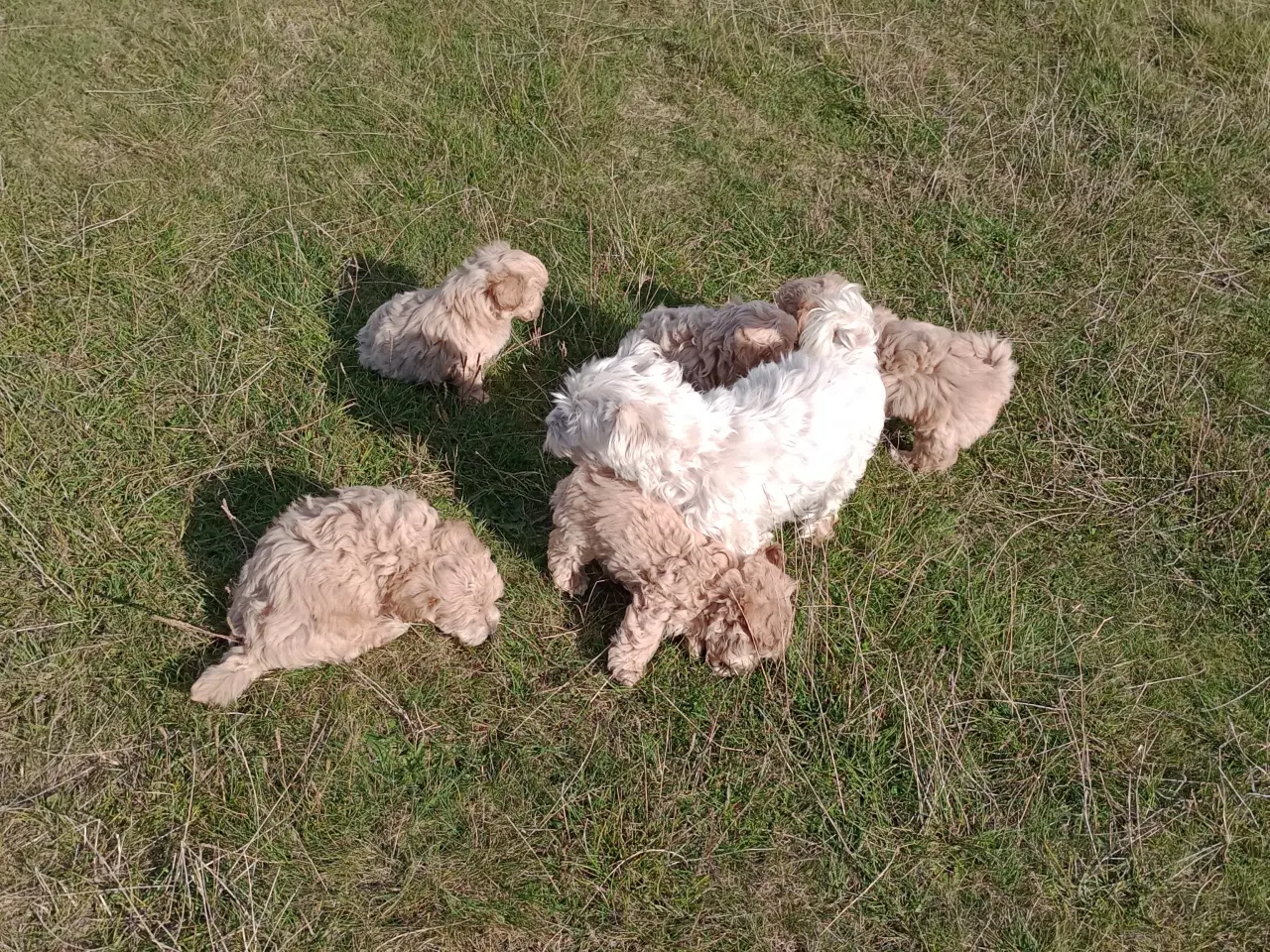 Billede 12 - Maltipoo hvalpe