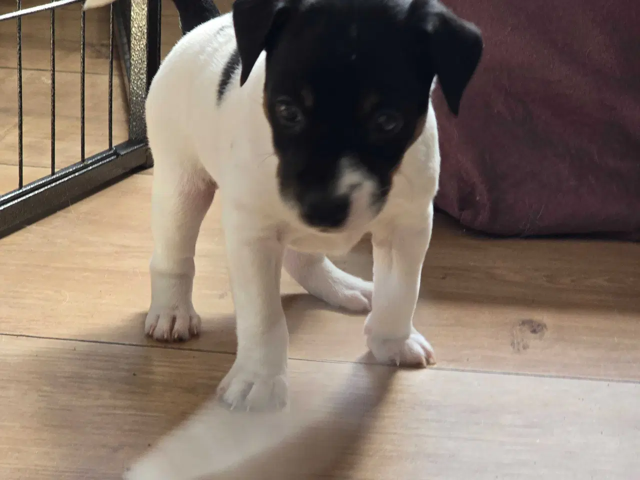Billede 11 - Dansk svensk gårdhund / jack russel hvalpe