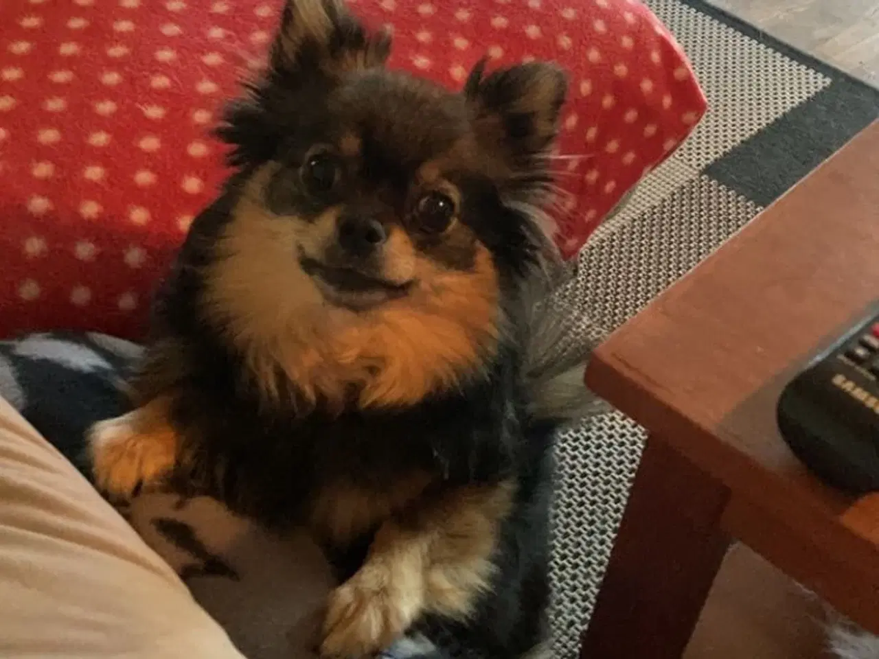 Billede 9 - 2 Pomeranian hvalpe