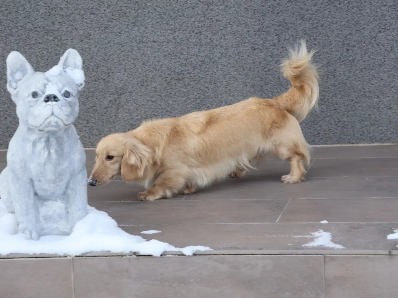 Billede 2 - Blonde gravhunde og alle farver – velkommen