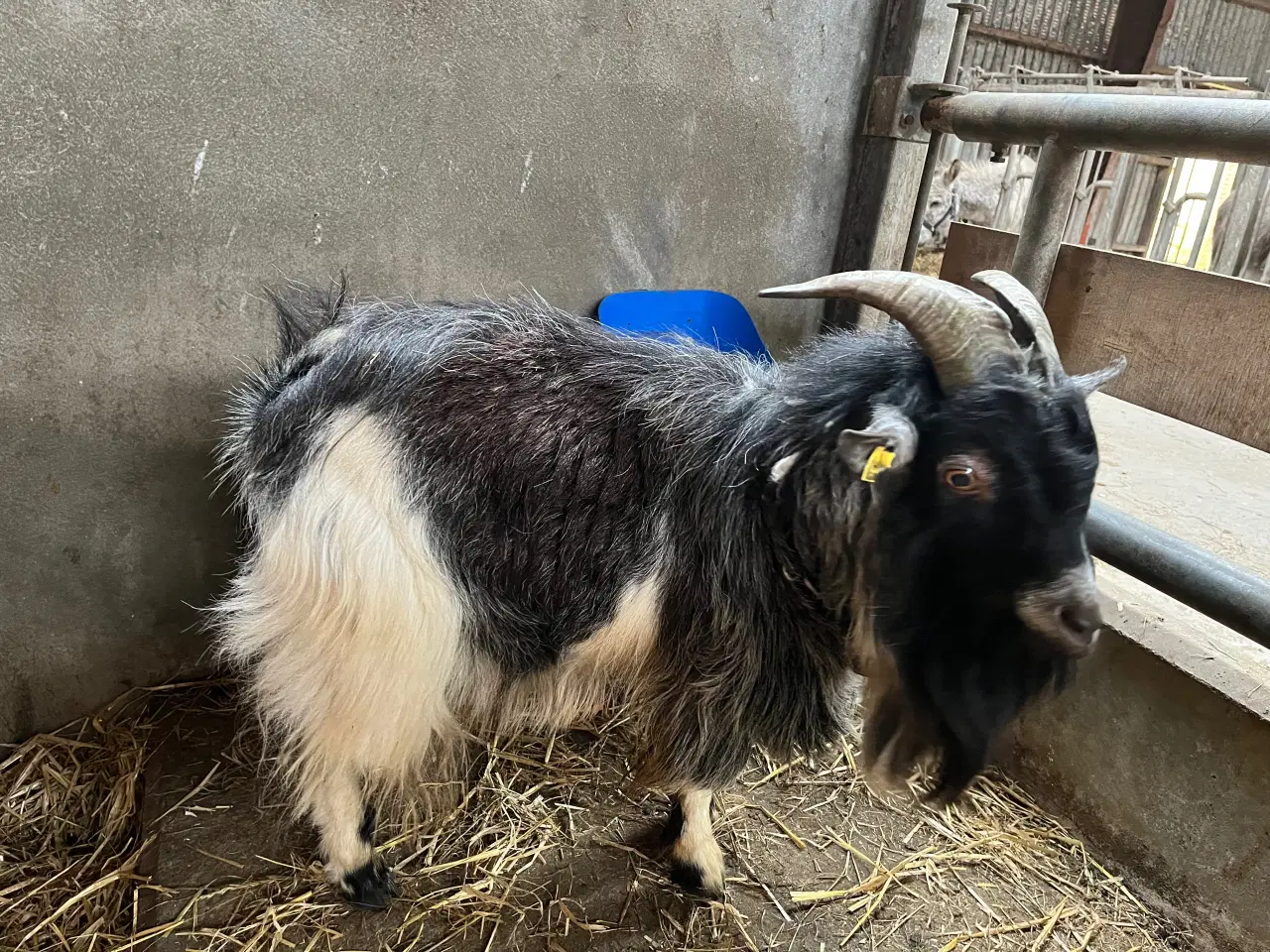 Billede 4 - Avlsbuk dværgged