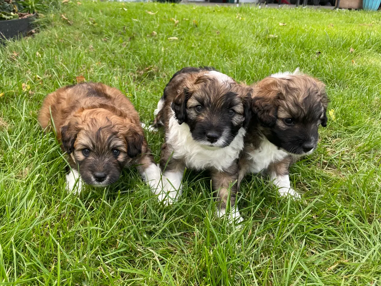 Billede 8 - Søde hundehvalpe 