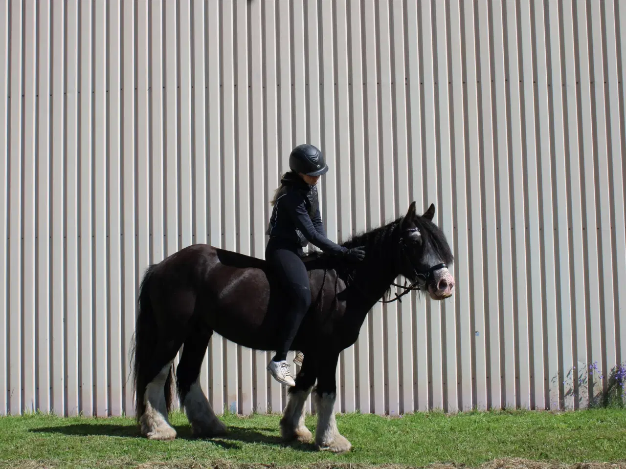 Billede 1 - Irish cob