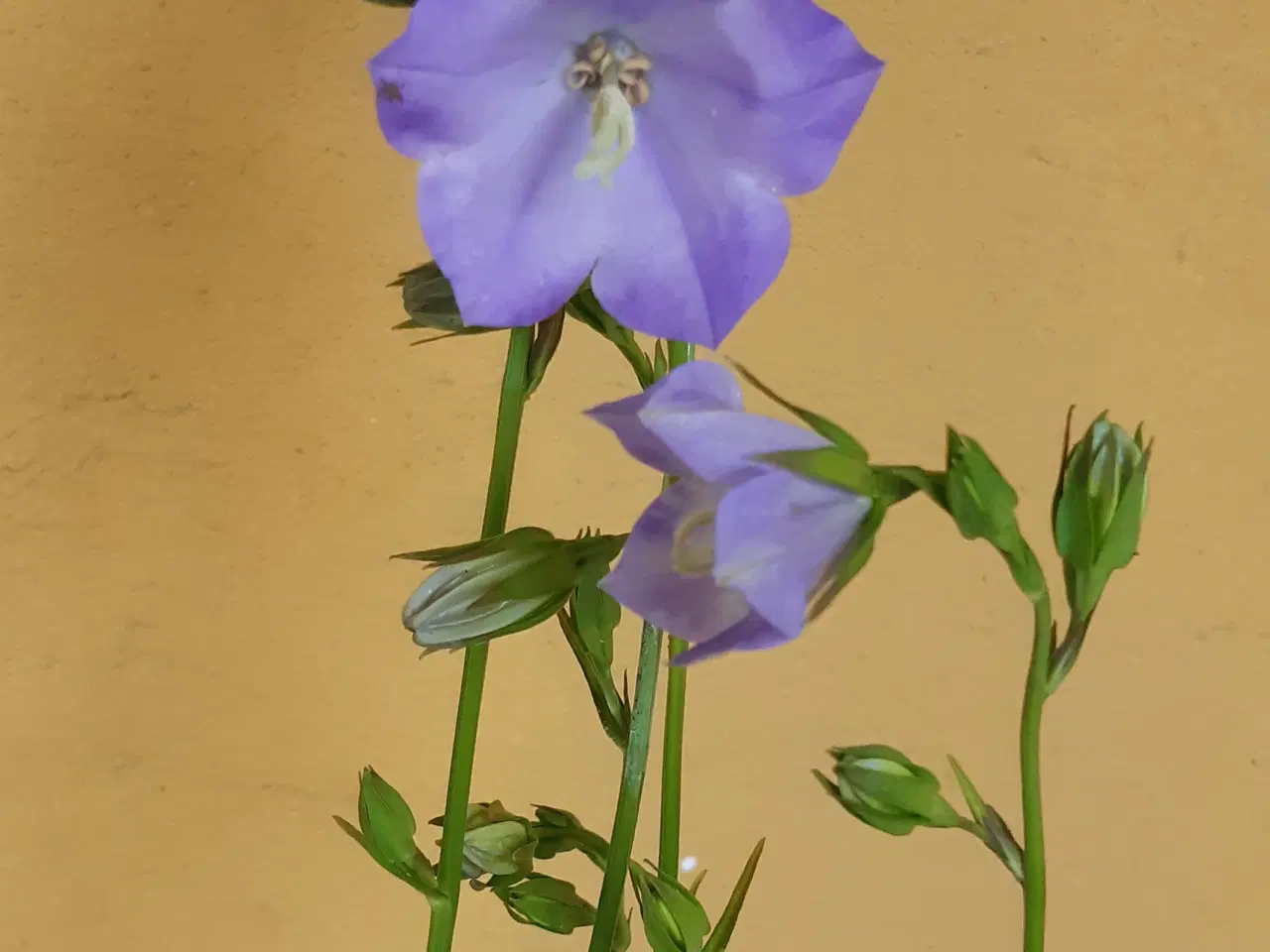 Billede 3 - Campanula. Smalbladet Klokke. Persicifolia Alba