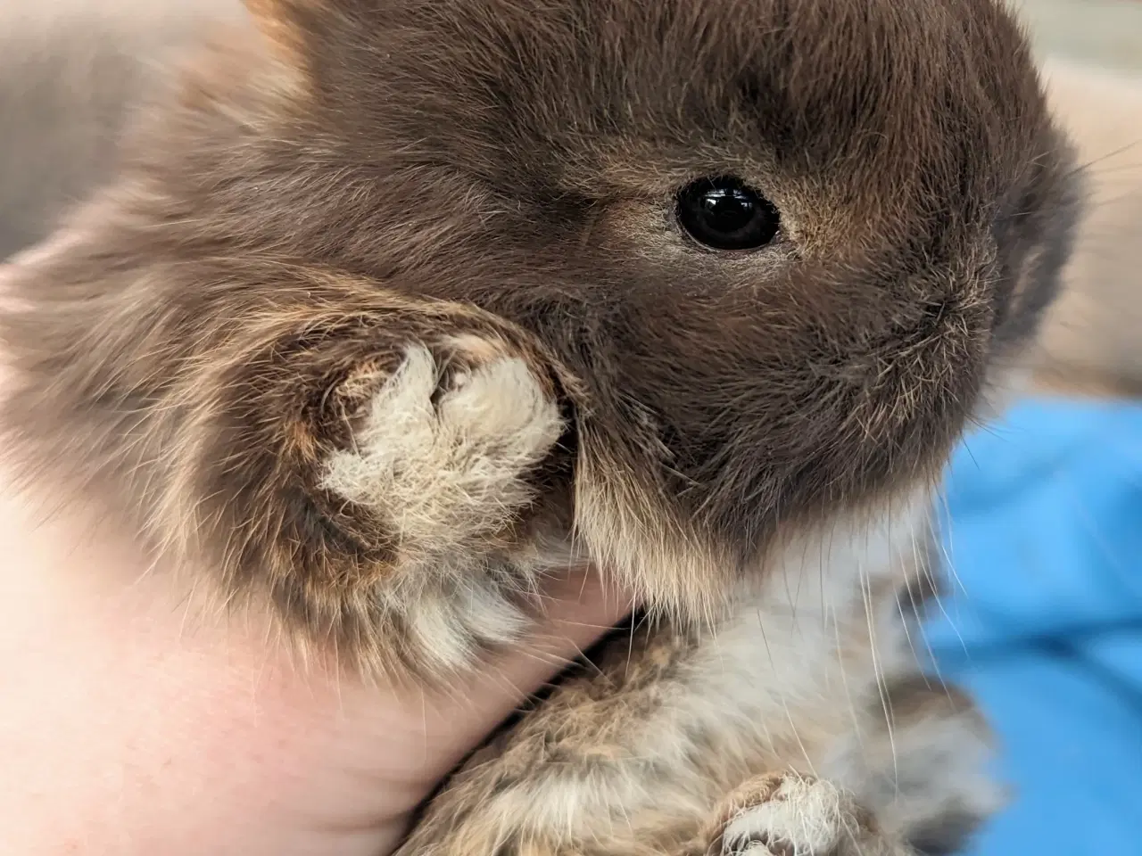 Billede 4 - Hermelin kaninunge sælges 