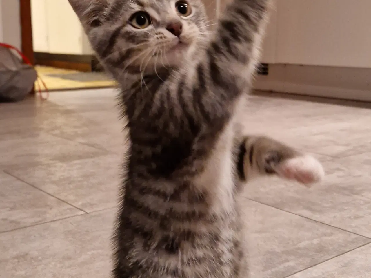 Billede 7 - Sød han kattekilling