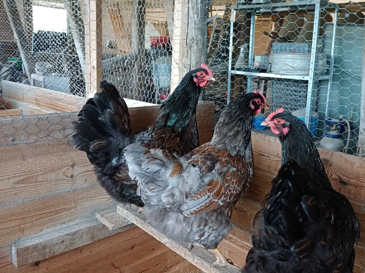 Billede 2 - Rugeæg. Barnevelder