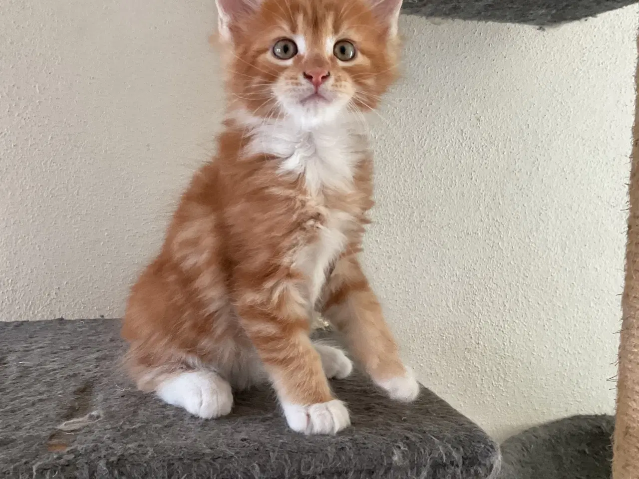 Billede 7 - Maine coon killinger