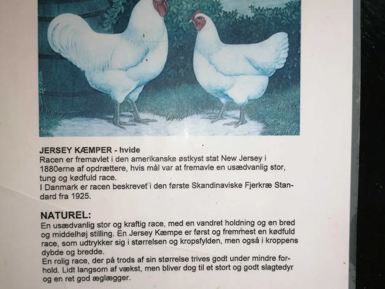 Billede 2 - Jersey kæmper Hvide  16 uger