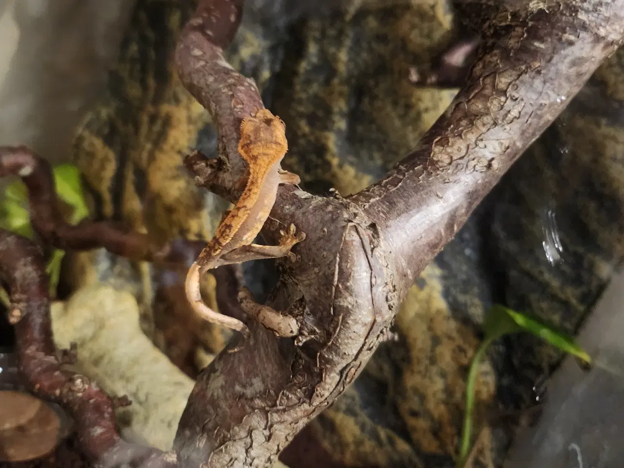 Billede 4 - Kronegekko pige på 2 og en på 2 månederen den 3/9