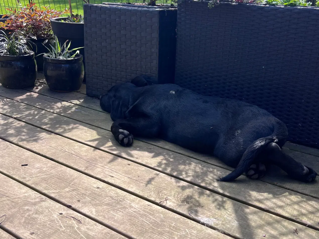 Billede 6 - Sødeste labrador hvalp