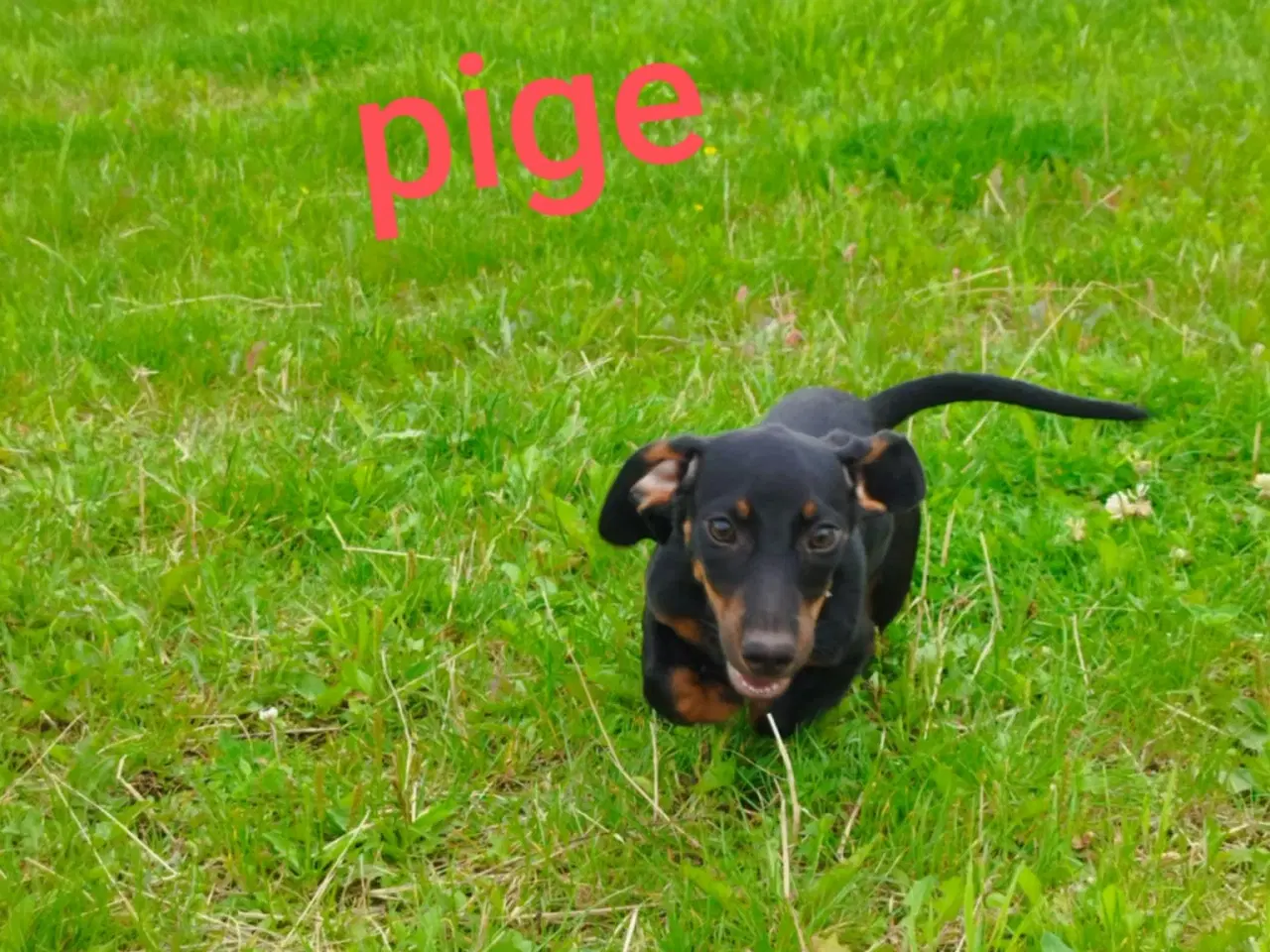 Billede 4 - Gravhunde hvalpe korthåret 