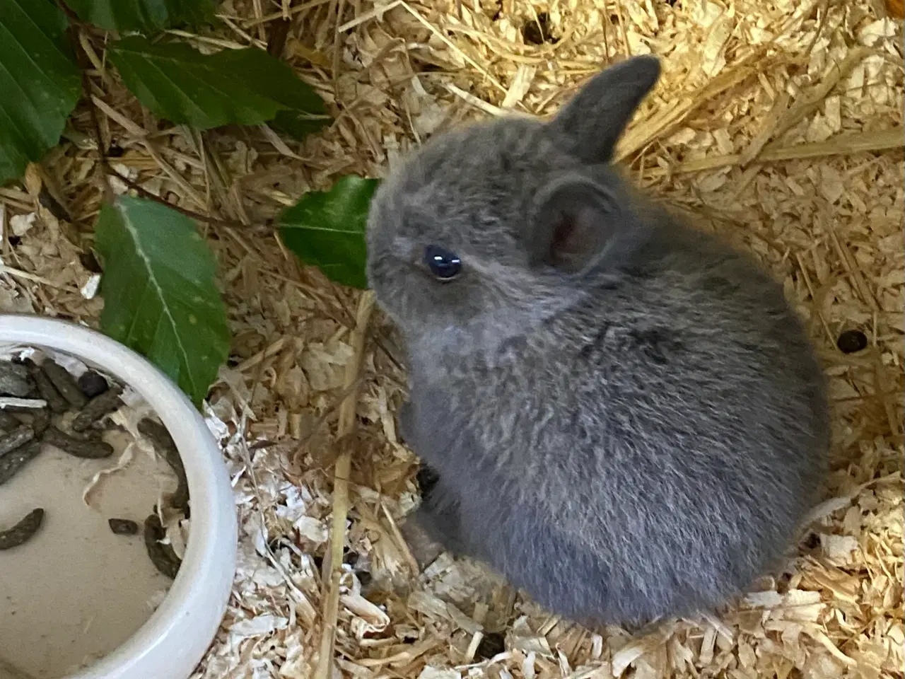 Billede 3 - Hermelin kanin unge Zobel blå