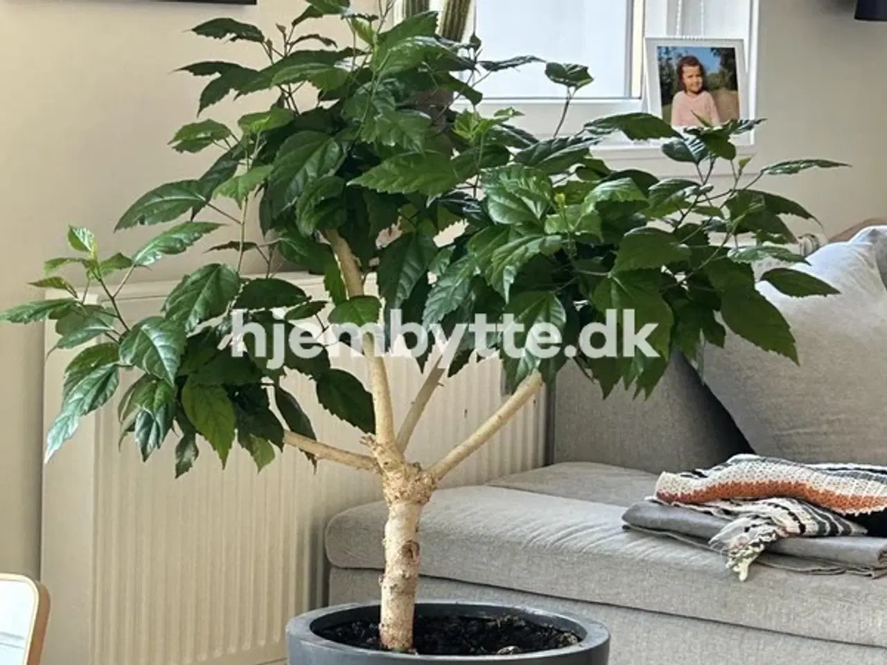 Billede 5 - Hjembytte - Borgergade