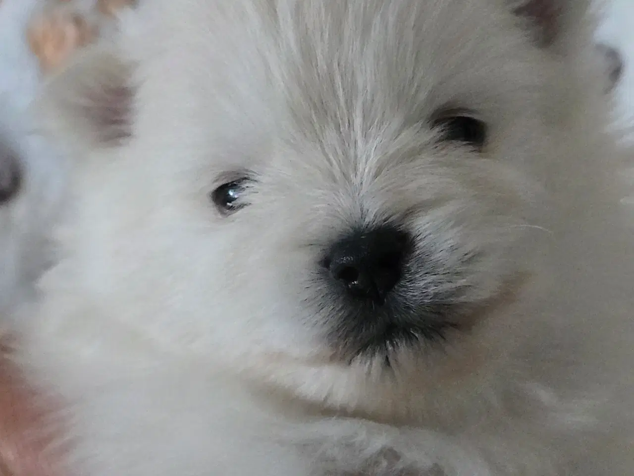 Billede 18 - Pomeranian hvalpe , 4 søde drenge. 