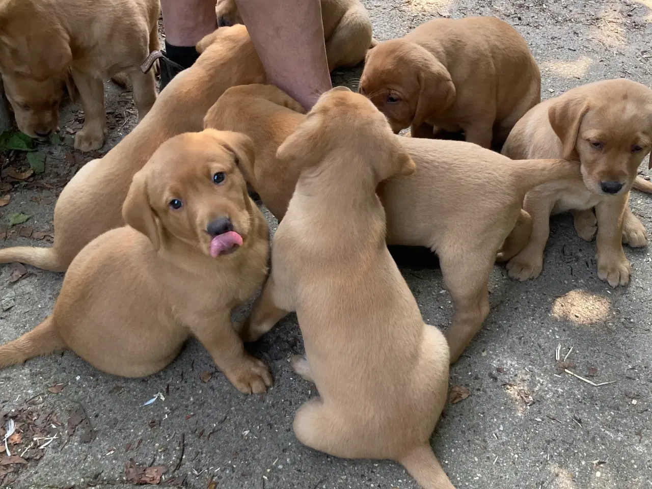 Billede 12 - Gule (Røde) Labrador hvalpe :-)