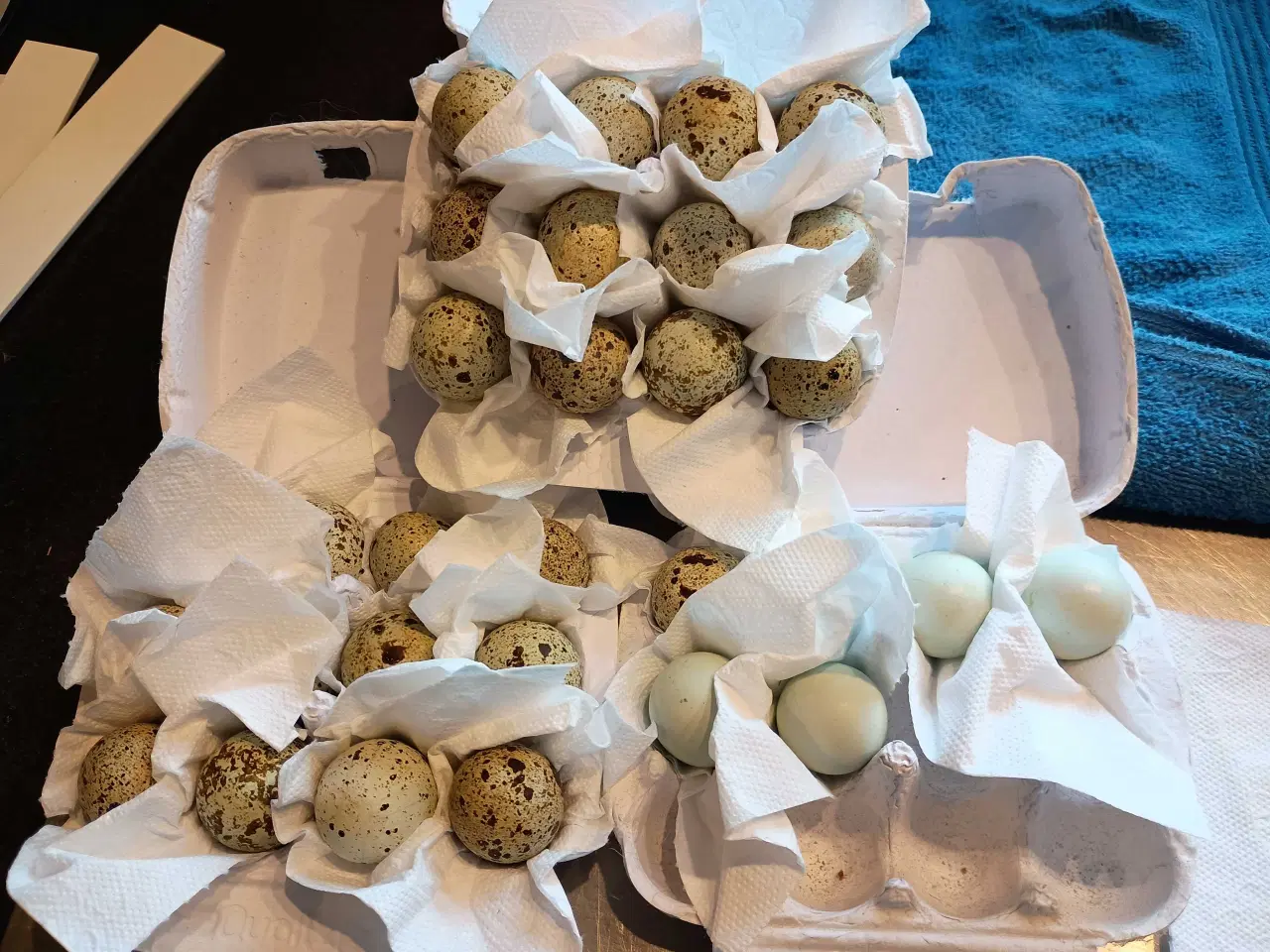 Billede 2 - Vagtel rugeæg