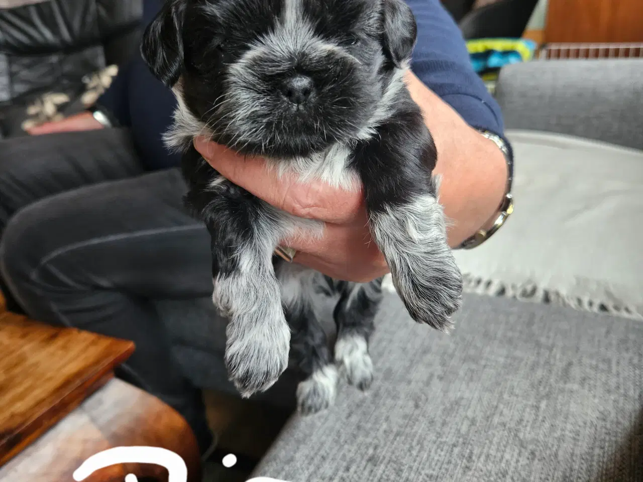 Billede 3 - Skønne shih Tzu hvalpe 2 hanhunde og 2 tæver. 
