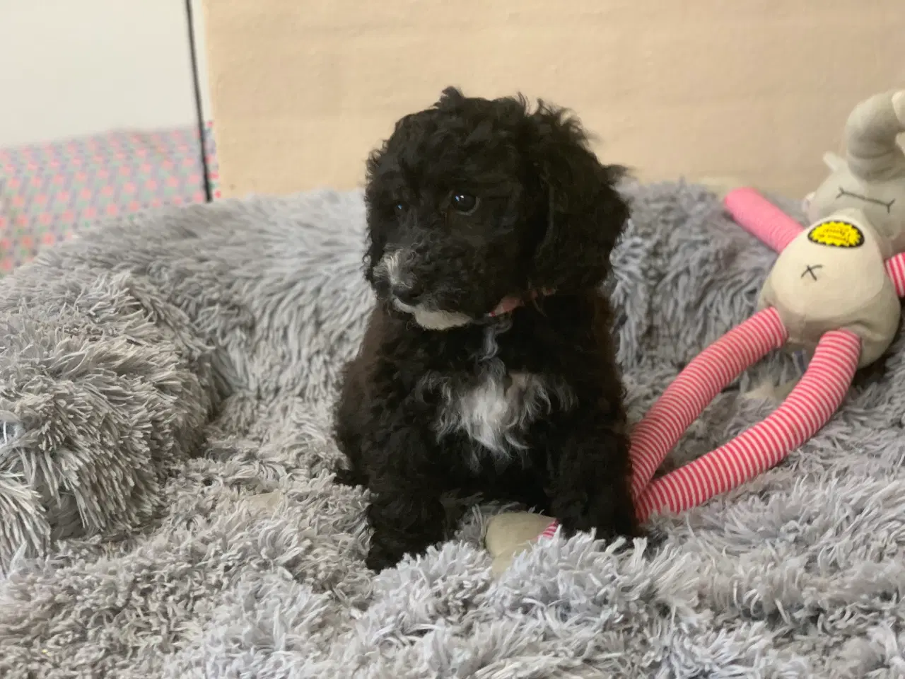 Billede 12 - Maltipoo babyer er rejse klar nu 