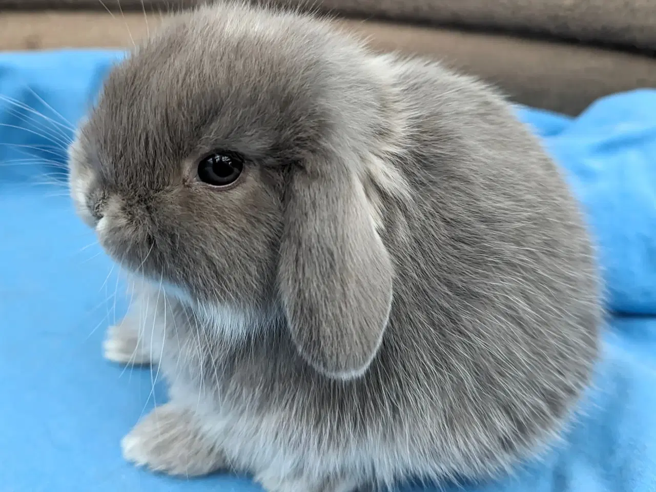 Billede 2 - Minilop kaninunge sælges 