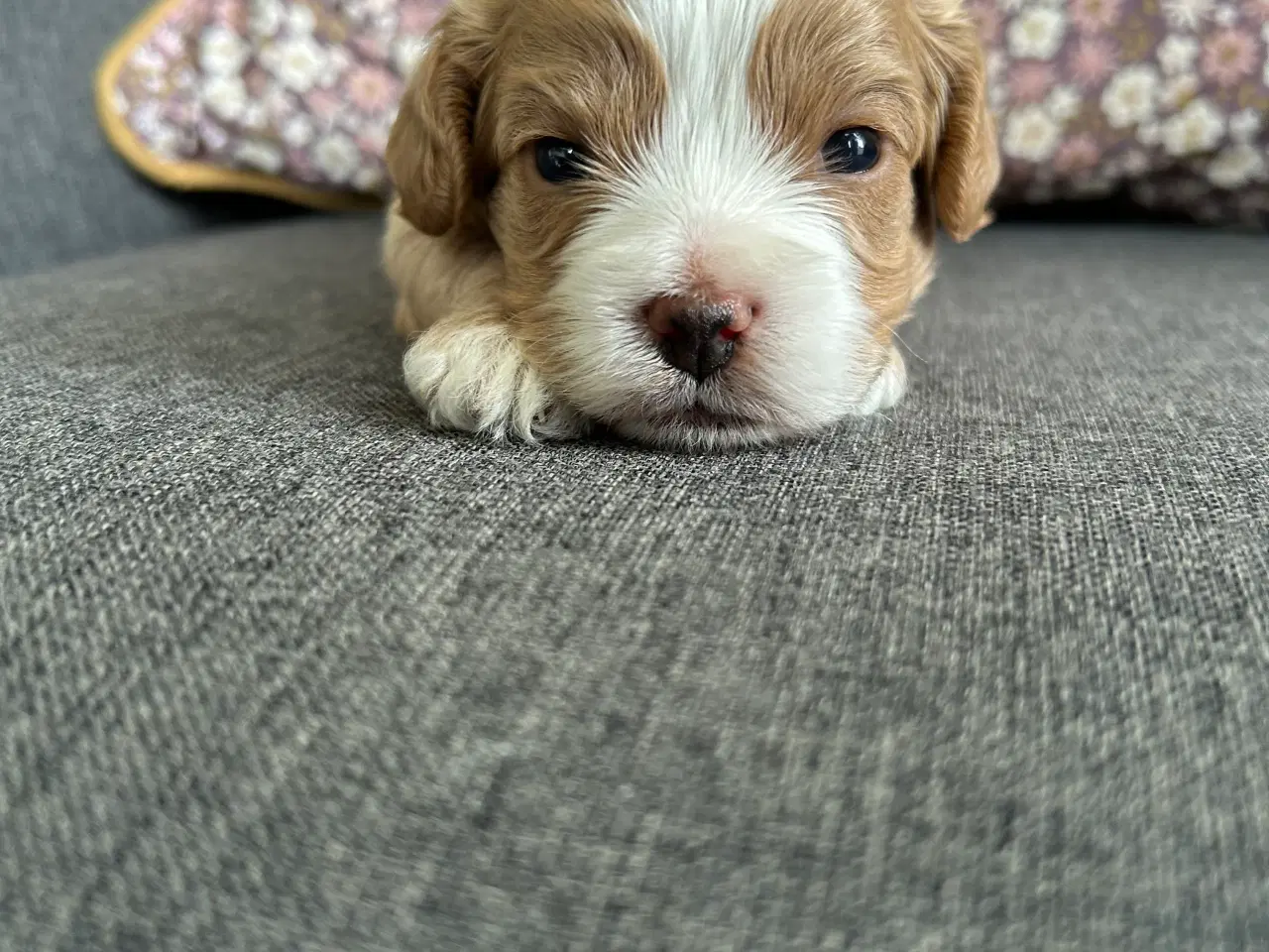 Billede 3 - Cavapoo med et twist af fransk bulldog 