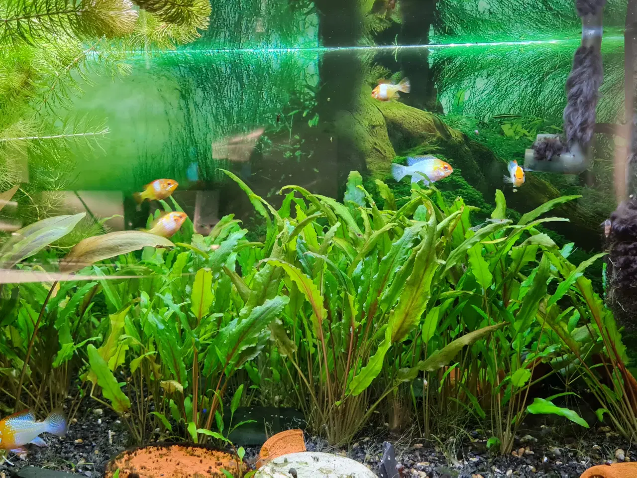 Billede 7 - Sommerfuglecichlider (Mikrogeophagus ramirezi) 